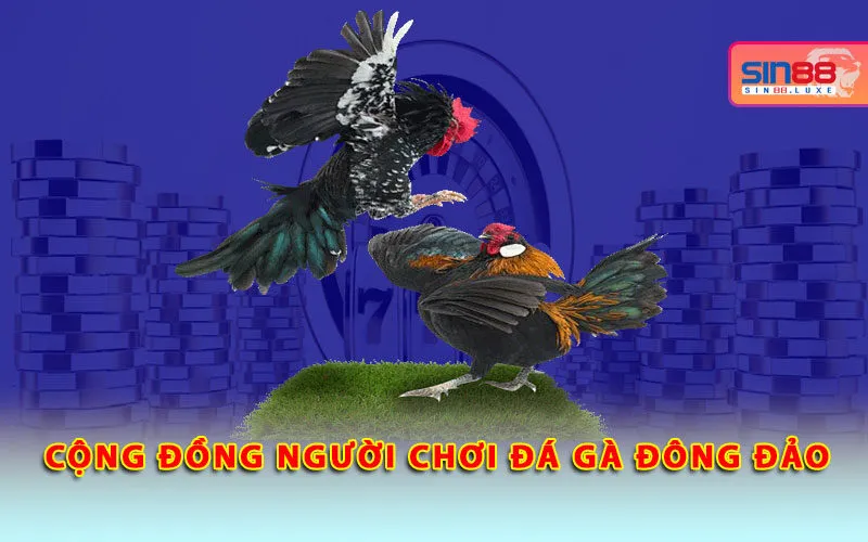 cong-dong-nguoi-choi-da-ga-dong-dao