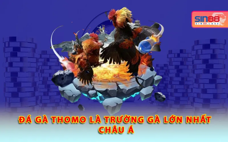 da-ga-thomo-la-truong-ga-lon-nhat-chau-a